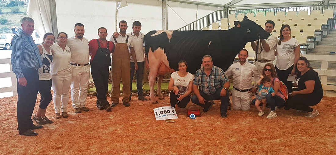 Venturo Yorick Zambra, Vaca Gran Campeonna del Concurso de Raza Frisona de Tineo