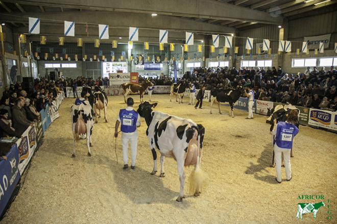 Concurso de Ganado Frisón de Moexmu Muimenta