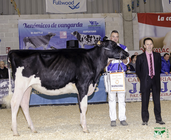 Novilla Campeona del Concurso de Ganado Frisón de Moexmu Muimenta