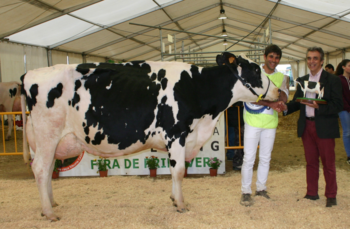 Mejor Sistema Mamario del Concurso de Raza Frisona de Campllong
