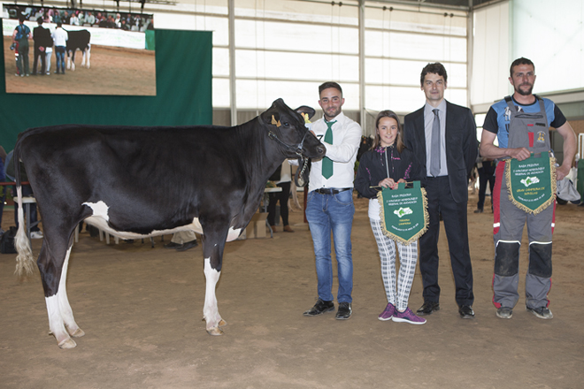 H. Coronel Doberman Tomasa 0470, de Huerta el Coronel, ganadora del título Gran Campeona de Novillas de Andalucía