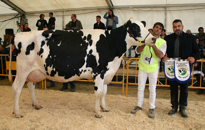 282 Raset Anita Richman, Vaca Gran Campeona del Concurso de Raza Frisona de Campllong
