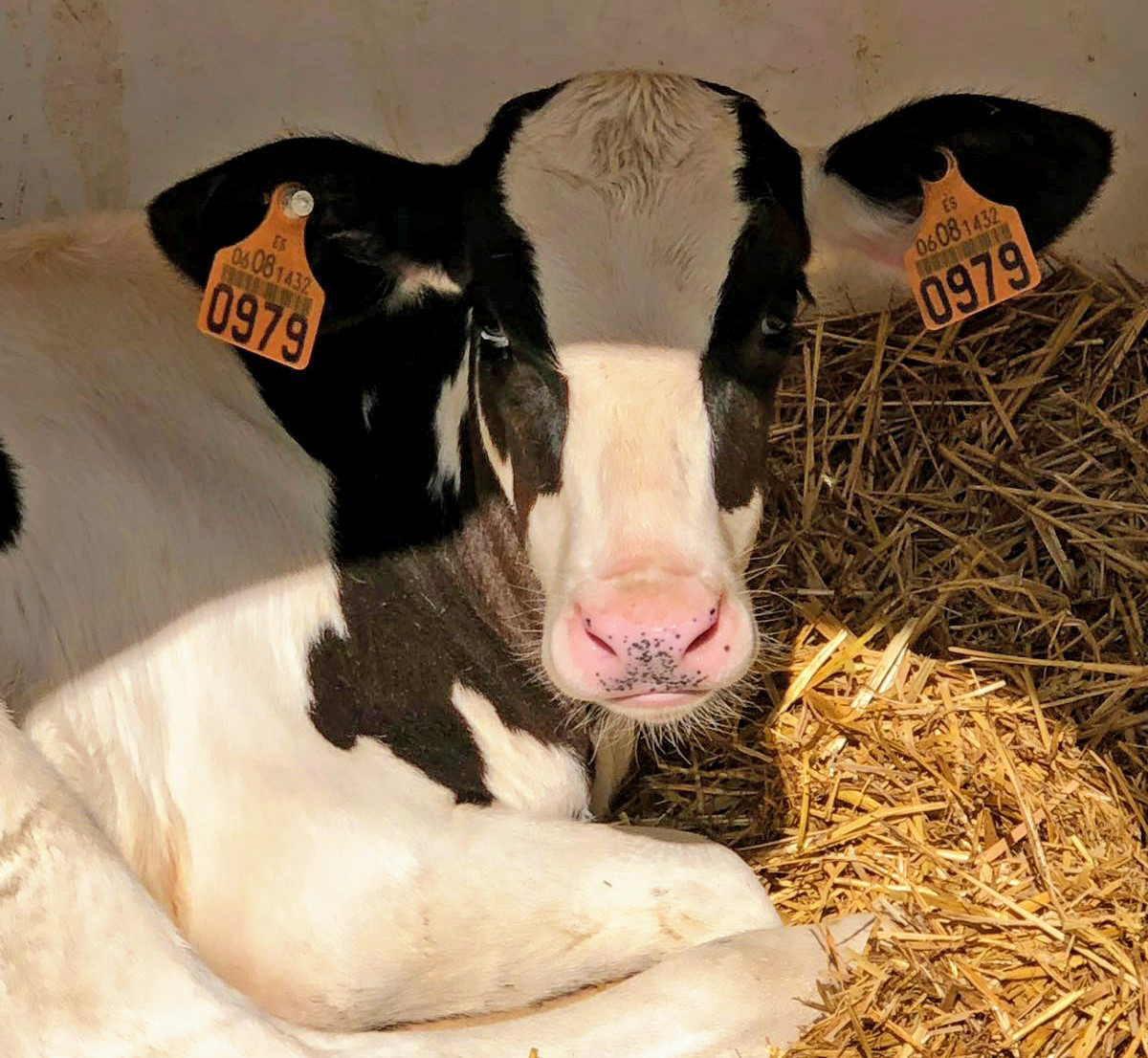 Ya están disponibles los crotales oficiales con toma de muestra para el genotipado de bovino lechero