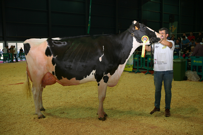 Badiola Airlift Kenda, Vaca Gran Campeona en el Concurso Regional de Asturias de la Raza Frisona