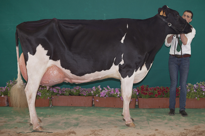 Atalayuela Kampman Reinalda, Vaca Gran Campeona de Andalucía
